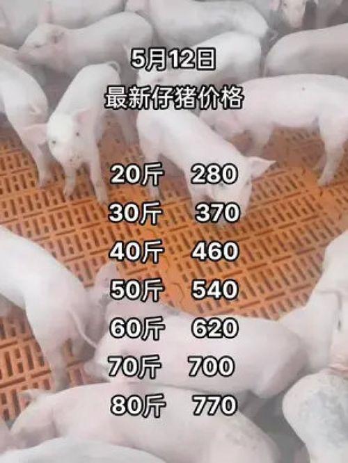 猪价情况最新爆料,最新爆料揭示市场动态与趋势